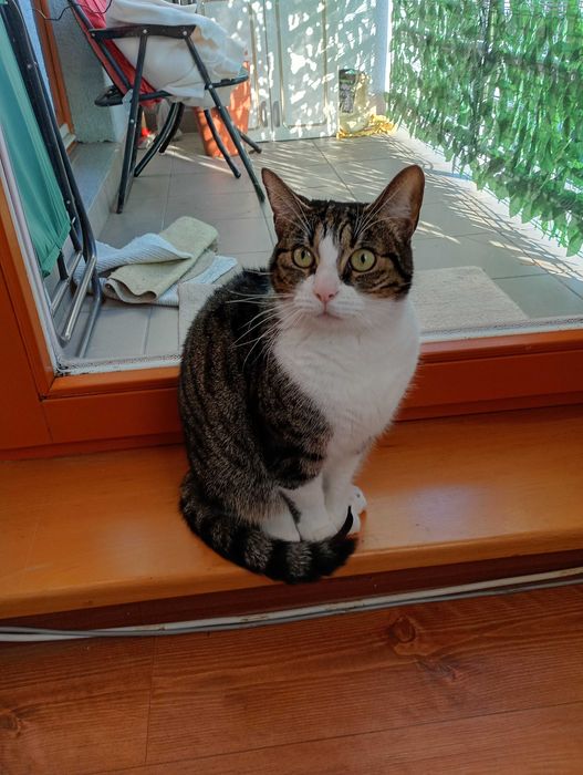 Pilne: Oddam Kotkę (Europejski Pospolity) w Dobre Ręce!