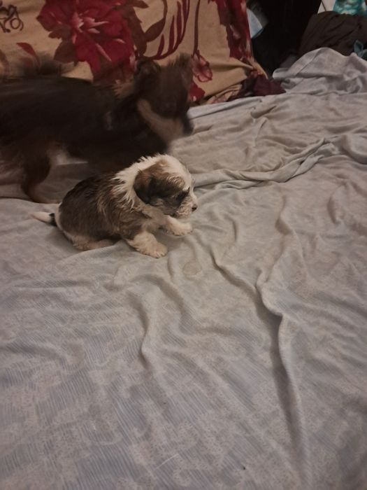 Продаю щенка біберйорка