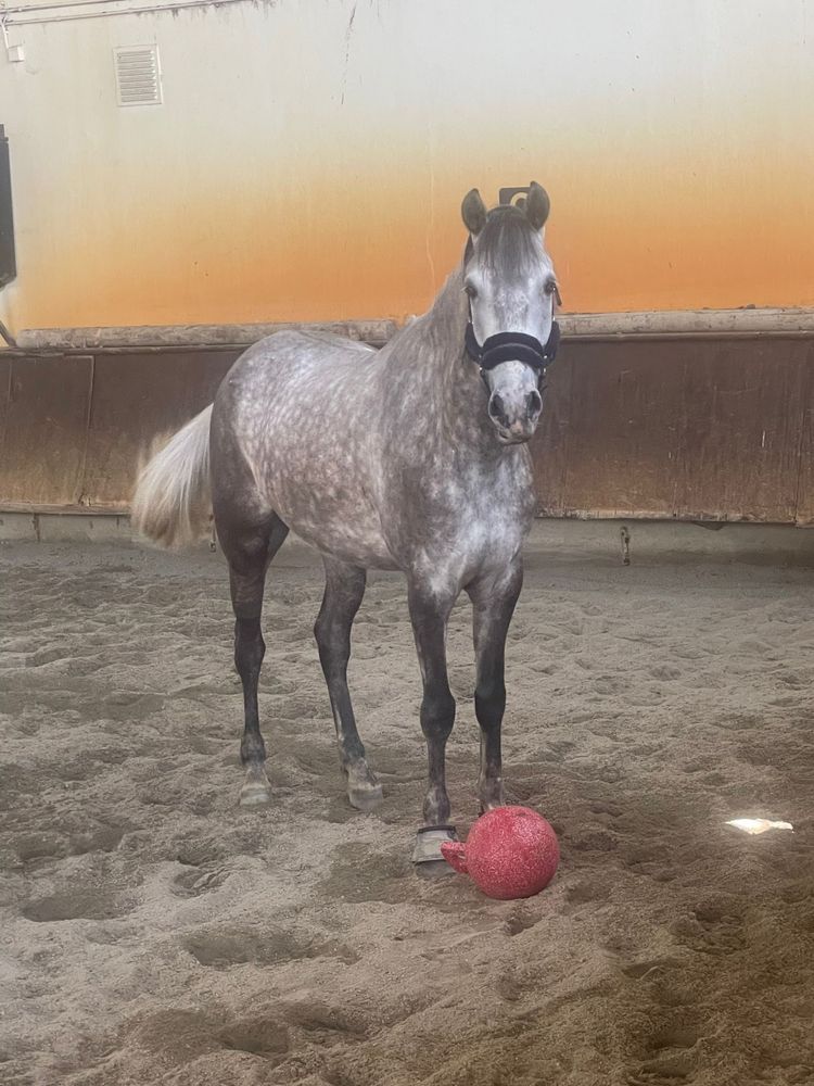 Cavalo montado letra P