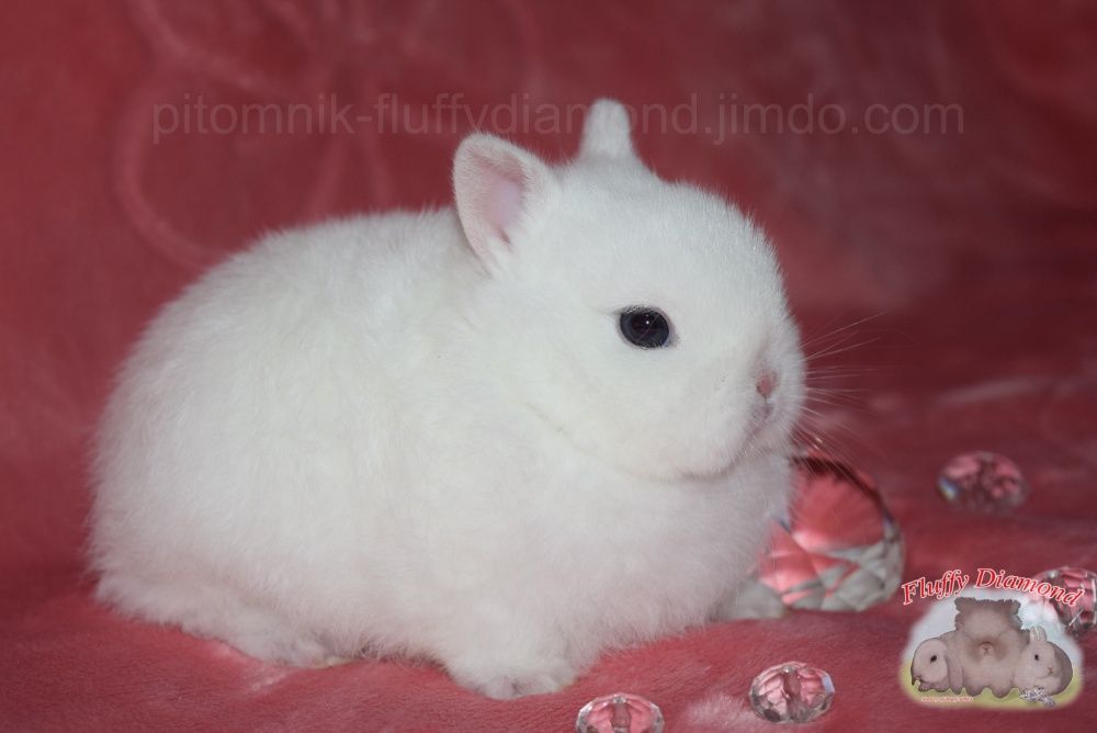 Гермелин! Карликовый кролик. Самая маленькая порода в мире!