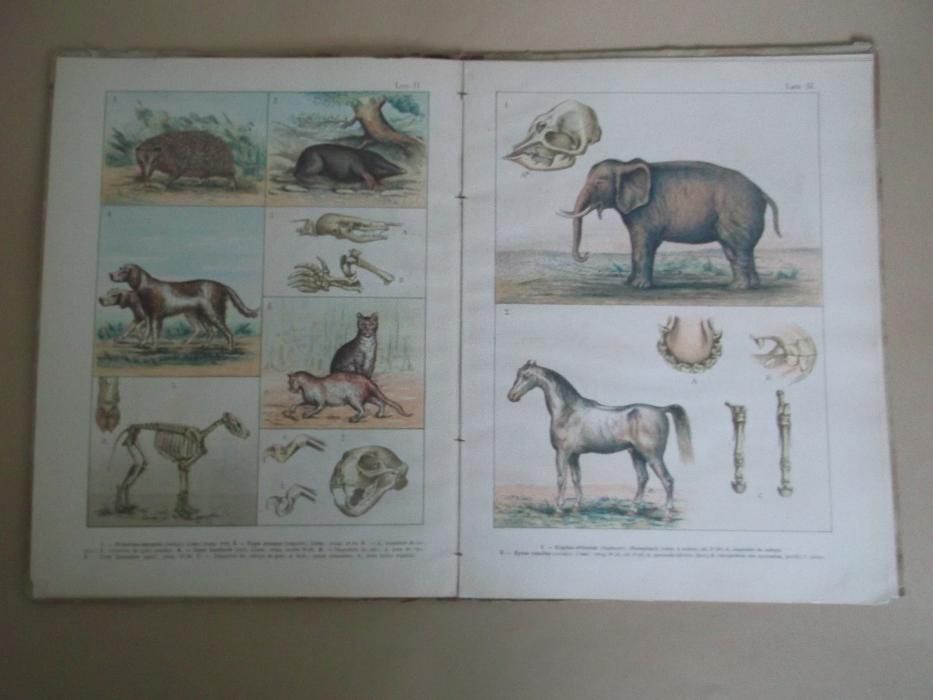 Raridade: Atlas de Zoologia de H. Musseler-Boisgontier