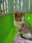 Koty 2 miesięczne do adopcji