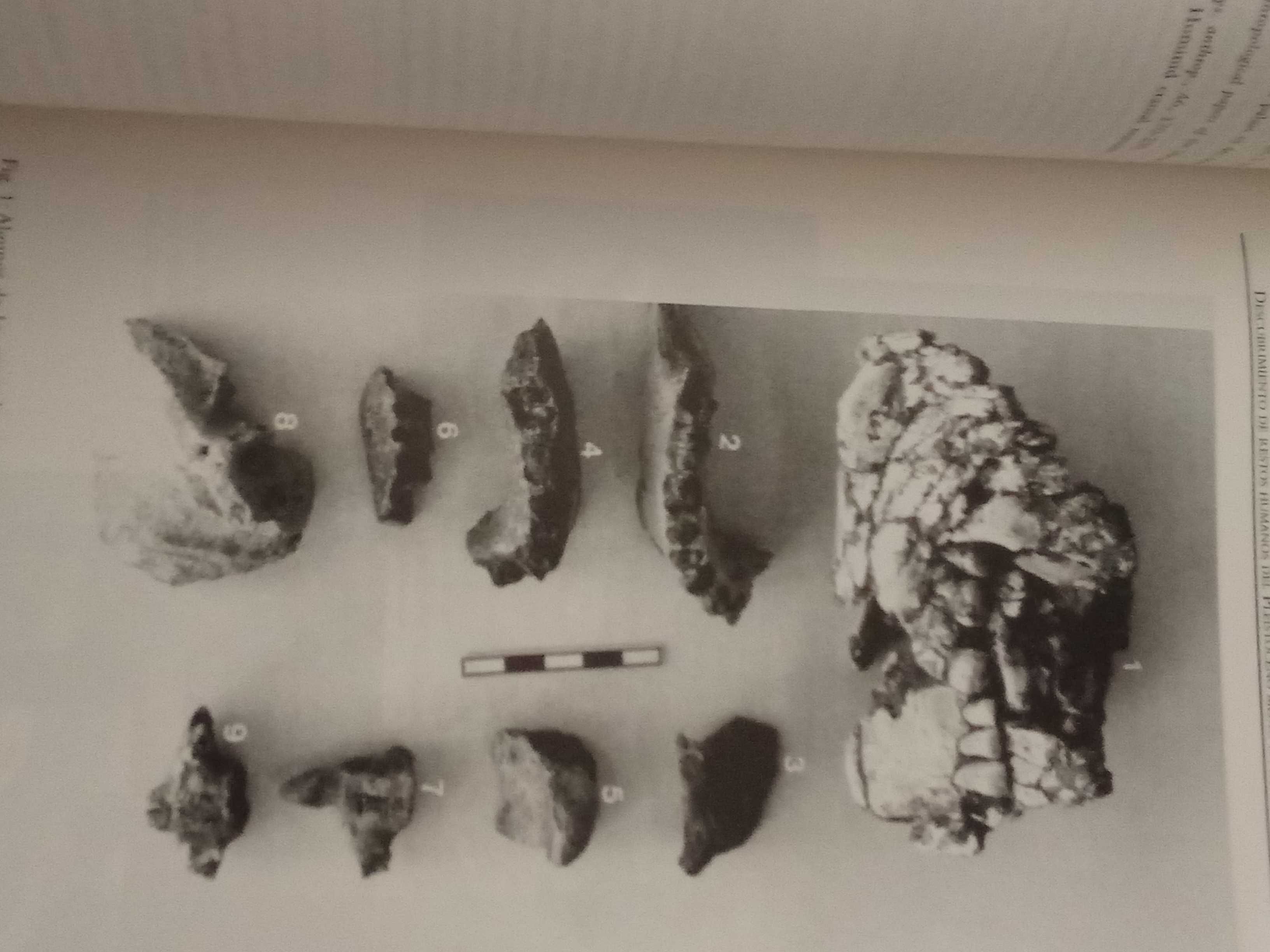 Hominídeos do pleistoceno e a sua distribuição pela eurasia.