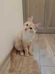Koteczka Maine Coon