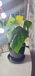 Monstera variegata 5 liści  kolekcjonerska