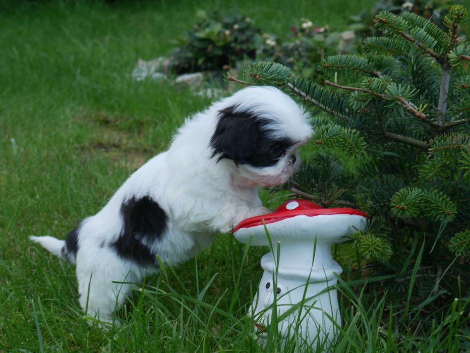 SHIH TZU - suczka