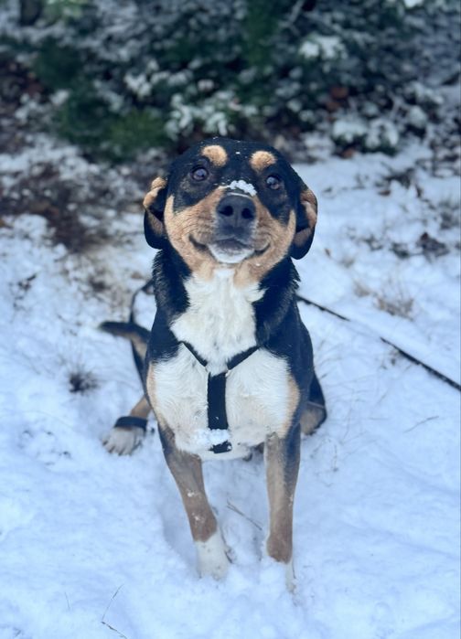 Mokka - psi ideał do adopcji