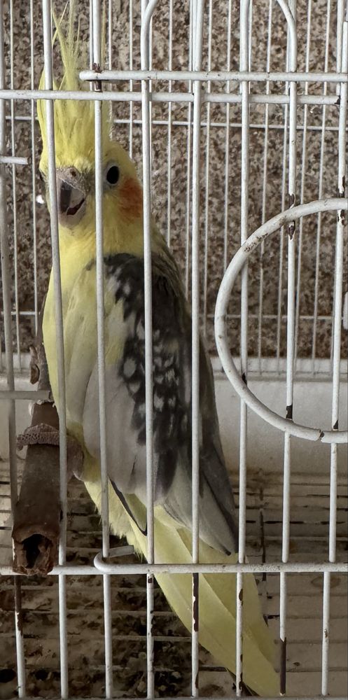 Caturra  Amarela