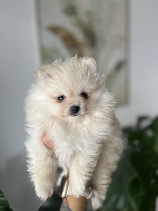 Szpic miniaturowy, pomeranian suczka do odbioru od 20.11