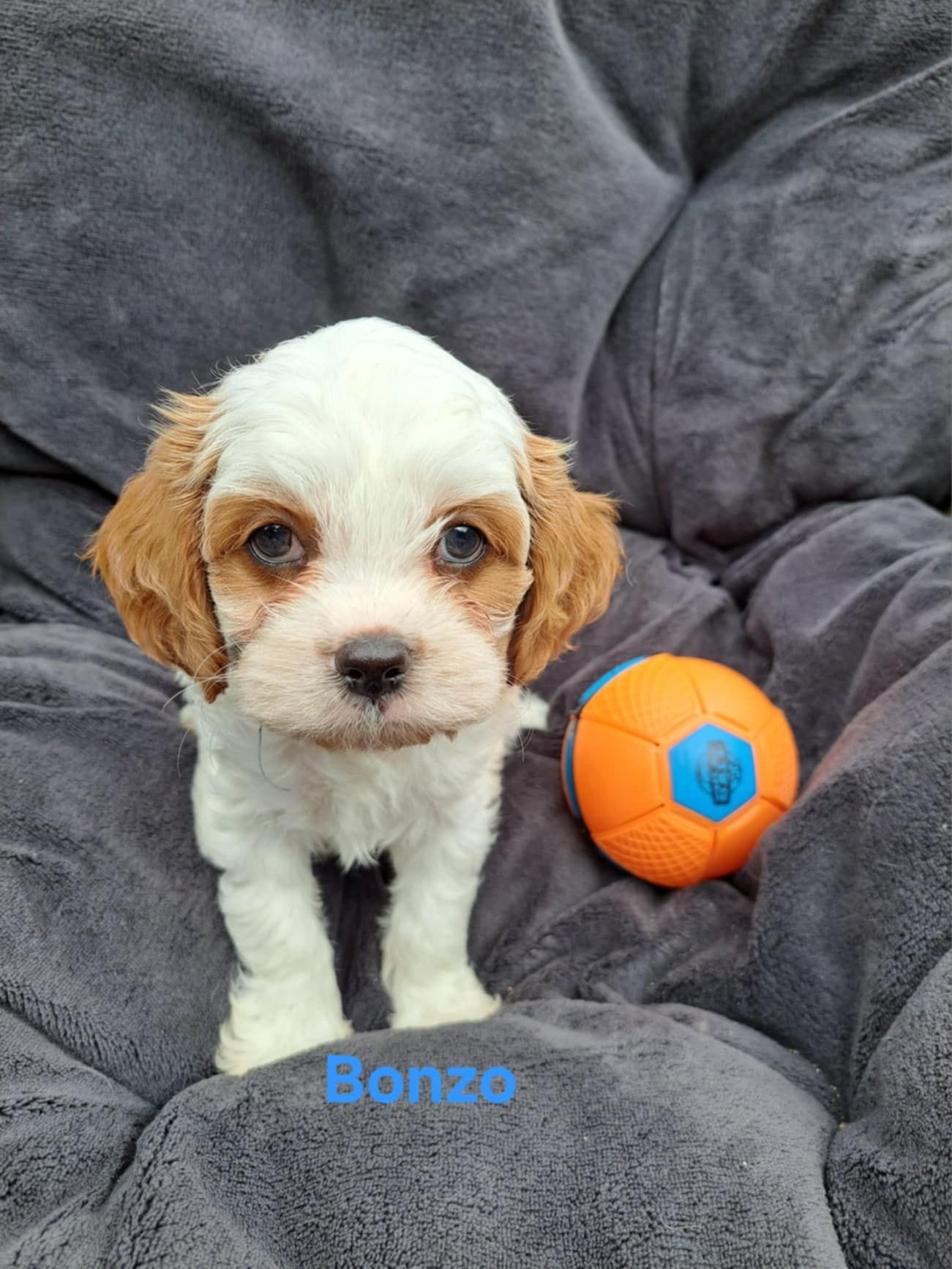 Cavapoo - Blenheim - Piesek