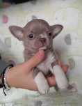 Chłopcy Chihuahua w kolorze liliowym