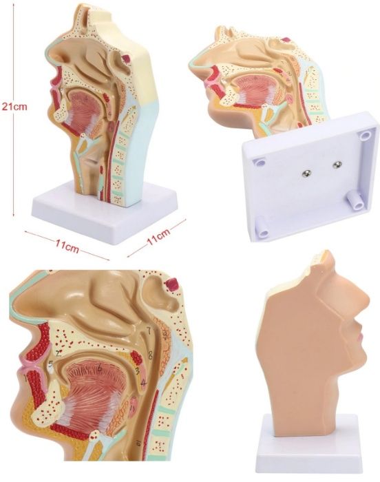 Сечение головы носоглотка череп человека модель макет нос ухо мозг