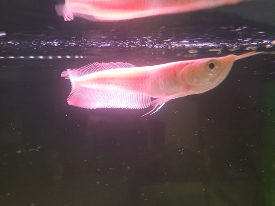 Aruana Albina 15-17cm