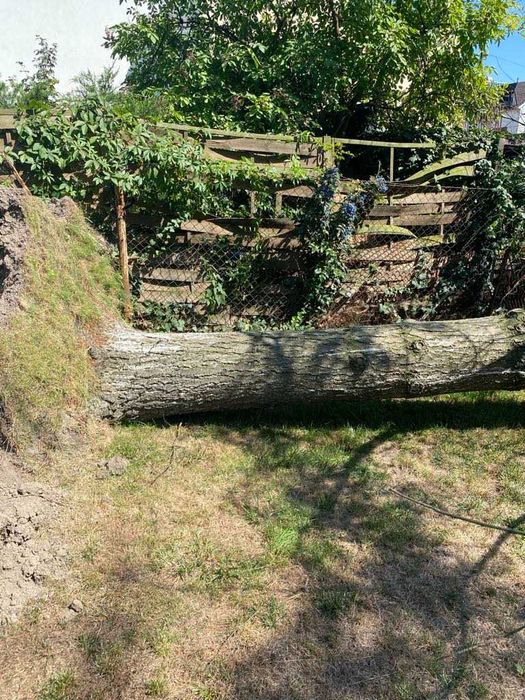 Oddam drewno za darmo!