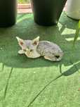 Niebieska pręgowana Devon Rex