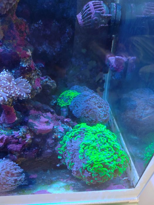 Euphyllia paraancora Fluo Gdynia/Gdańsk