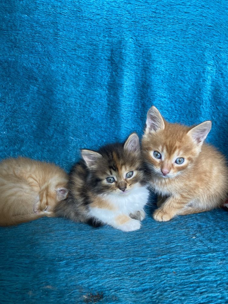 Котики в хороші руки