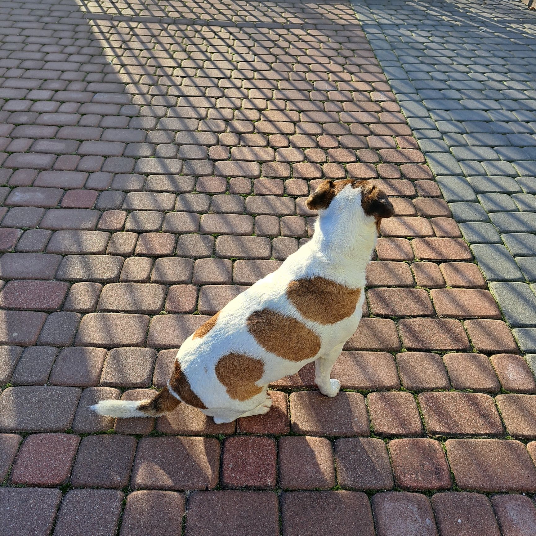 Oddam pieska rasy Jack Russell Terrier w dobre ręce