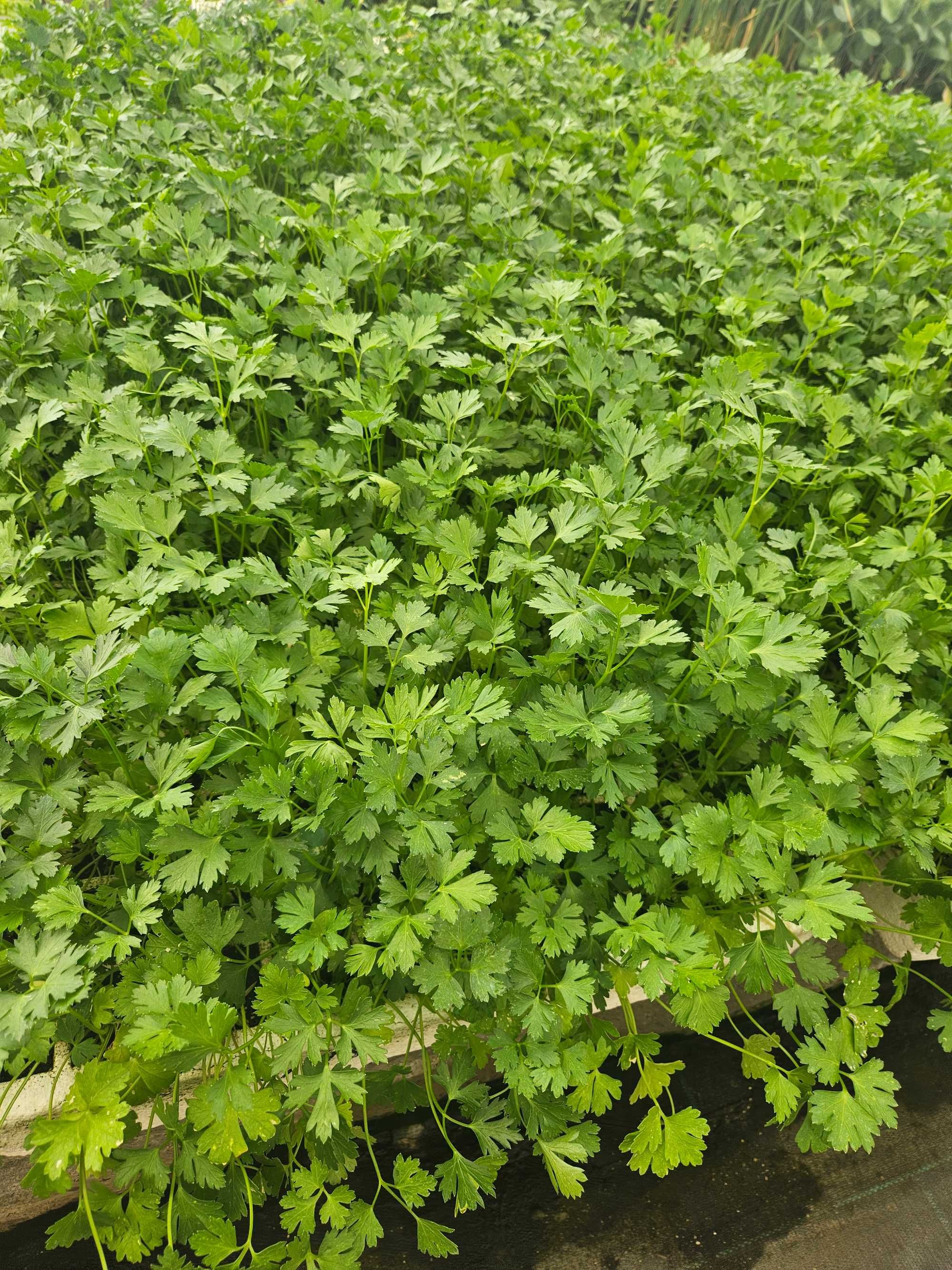 Salsa [ 150 pés ]