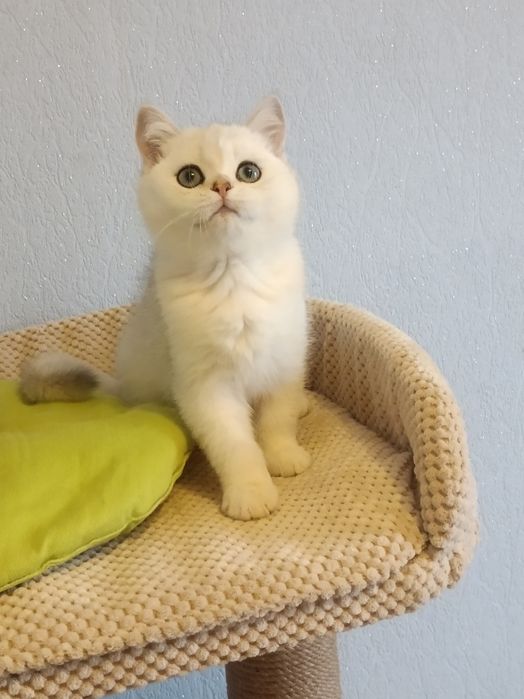 Ласкавий і ніжний задавака