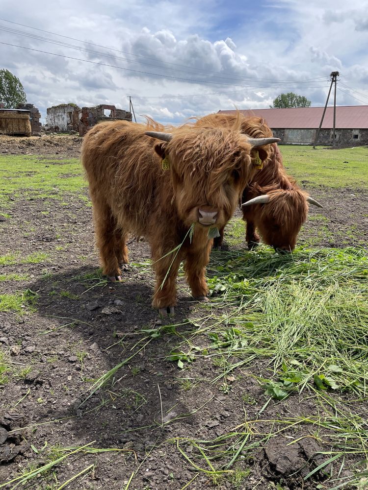 Byczek szkocki, bydlo szkockie, krowa szkocka, highland cattle