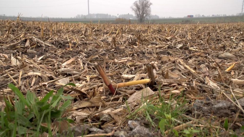 Mulczowanie po kukurydzy, mulczowanie poplonów, koszenie nieużytków