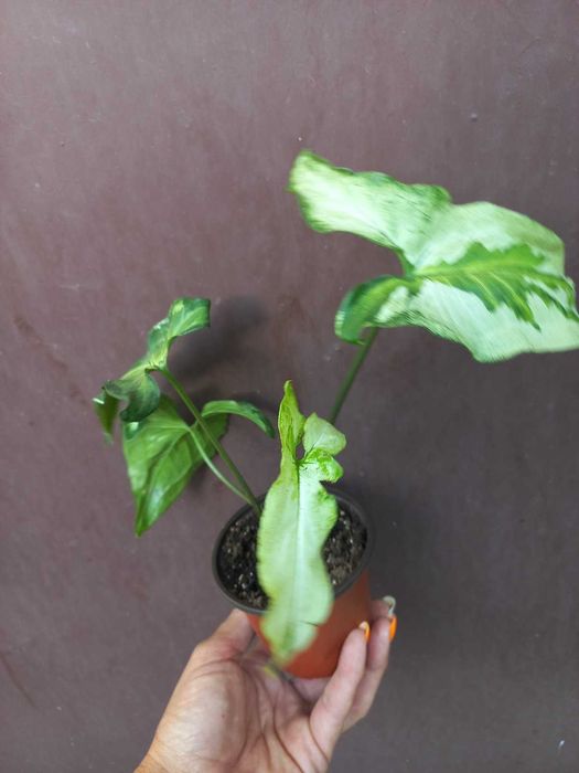 Замія (картонна пальма), маранта,сингоніуми, бегонія,  Кімнатні квіти