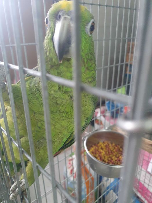 Venda de papagaios amazonas ochrocephala