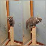 Кошенята Шотландські висловухі (Scottish fold)
