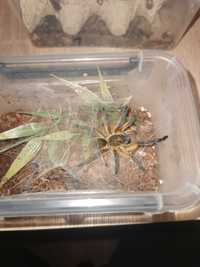 Harpactira Pulchripes NS 3-4DC