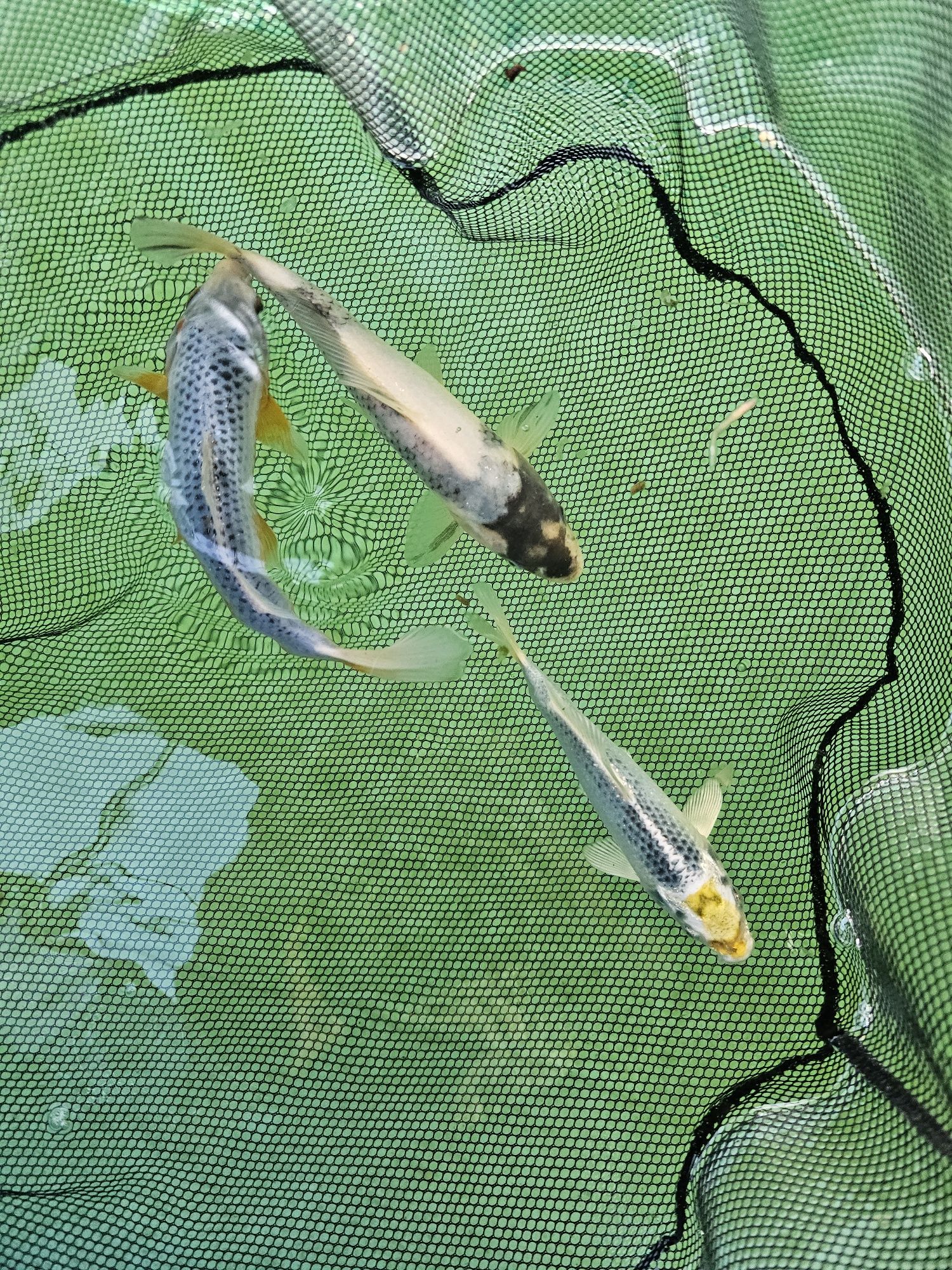 Japoński Karp koi 15 - 25cm