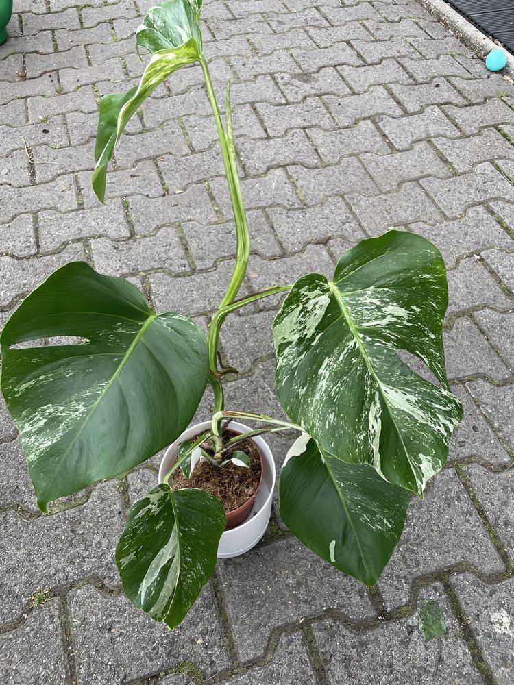 Monstera variegat
