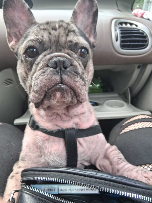 Buldog francuski merle 1.5 roku tylko w dobre ręce