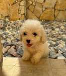 Lindo Caniche Toy