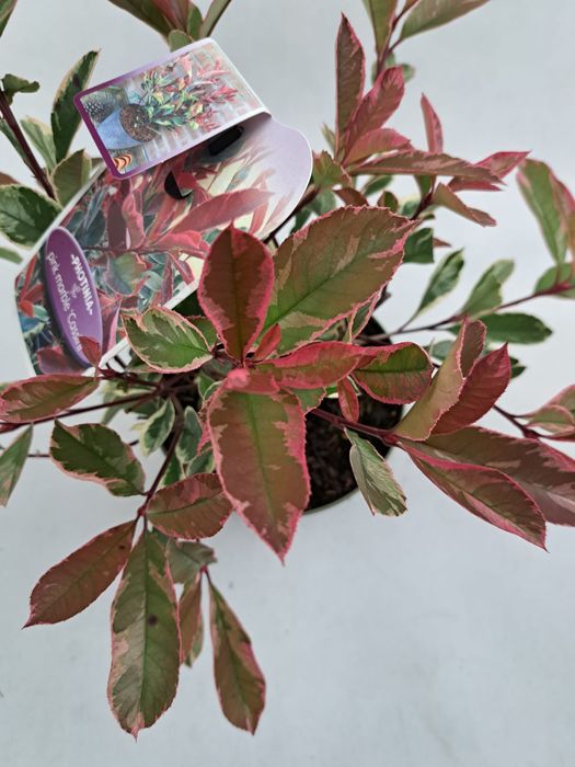 Głogowik zimozielony pink marble czerwony piekny mrozpodprny