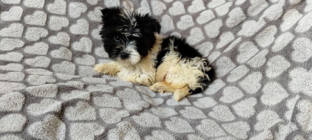 Yorkshire terrier biewer