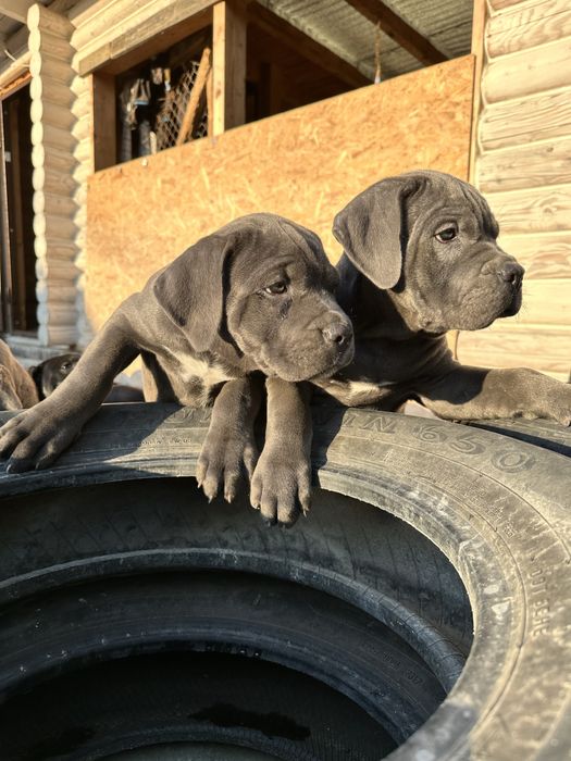 Голубой щенок Робби 2мес Кане-Корсо