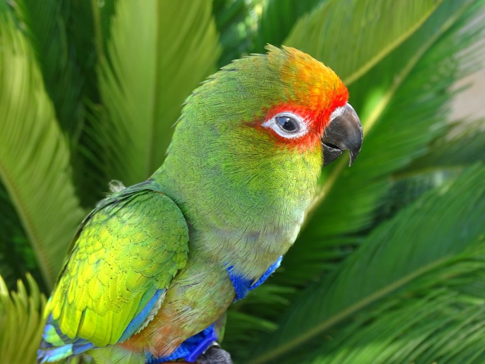 Treino aves para voo livre e amansamento