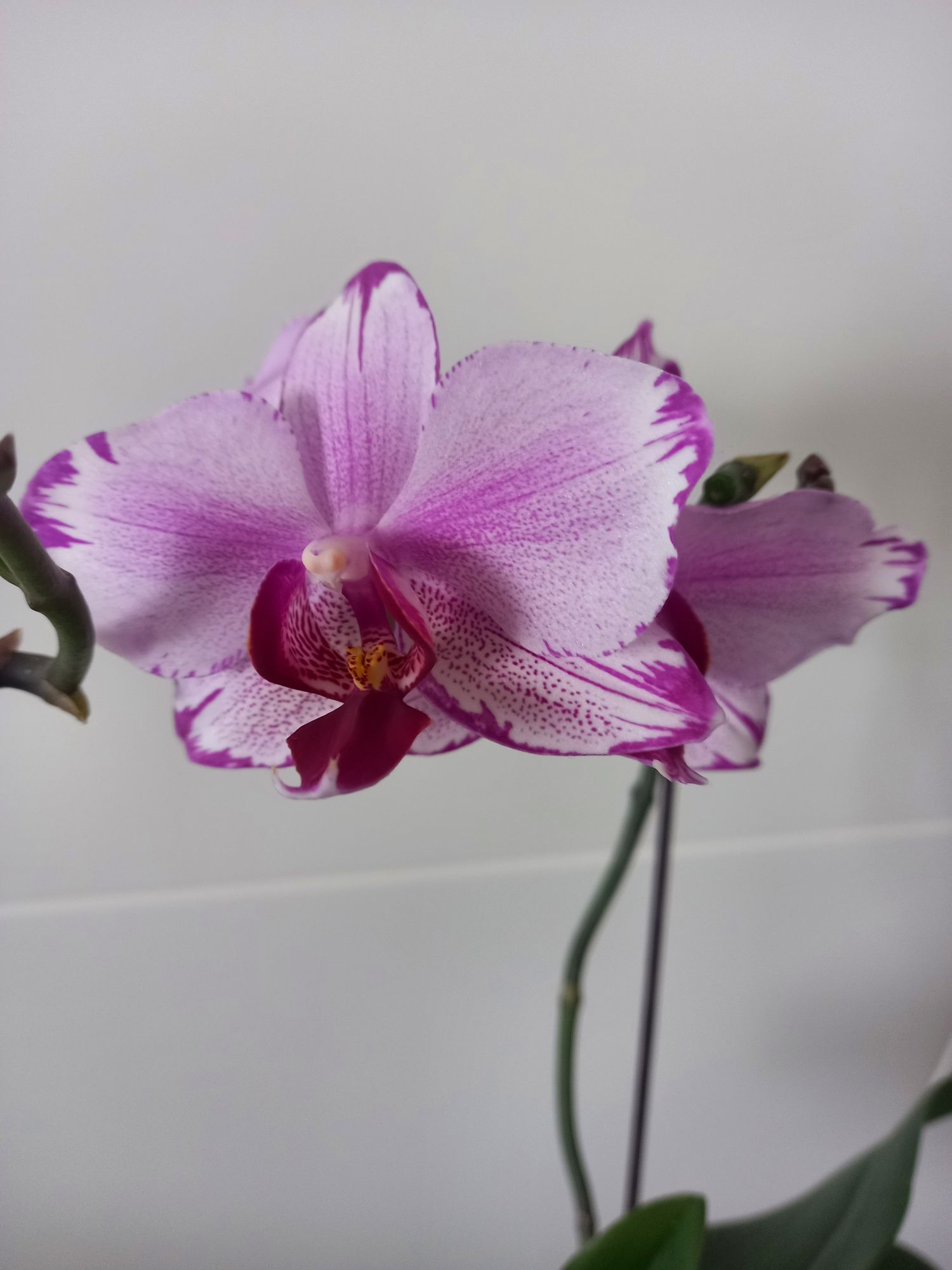 Орхидея сортовая Тоши