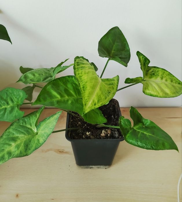 Syngonium sadzonka duża