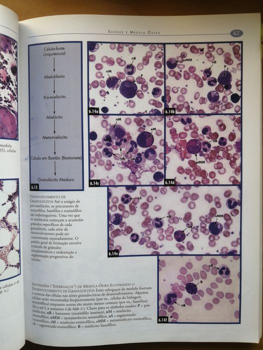 Atlas fotográfico de Histologia. Medicina; Patologia