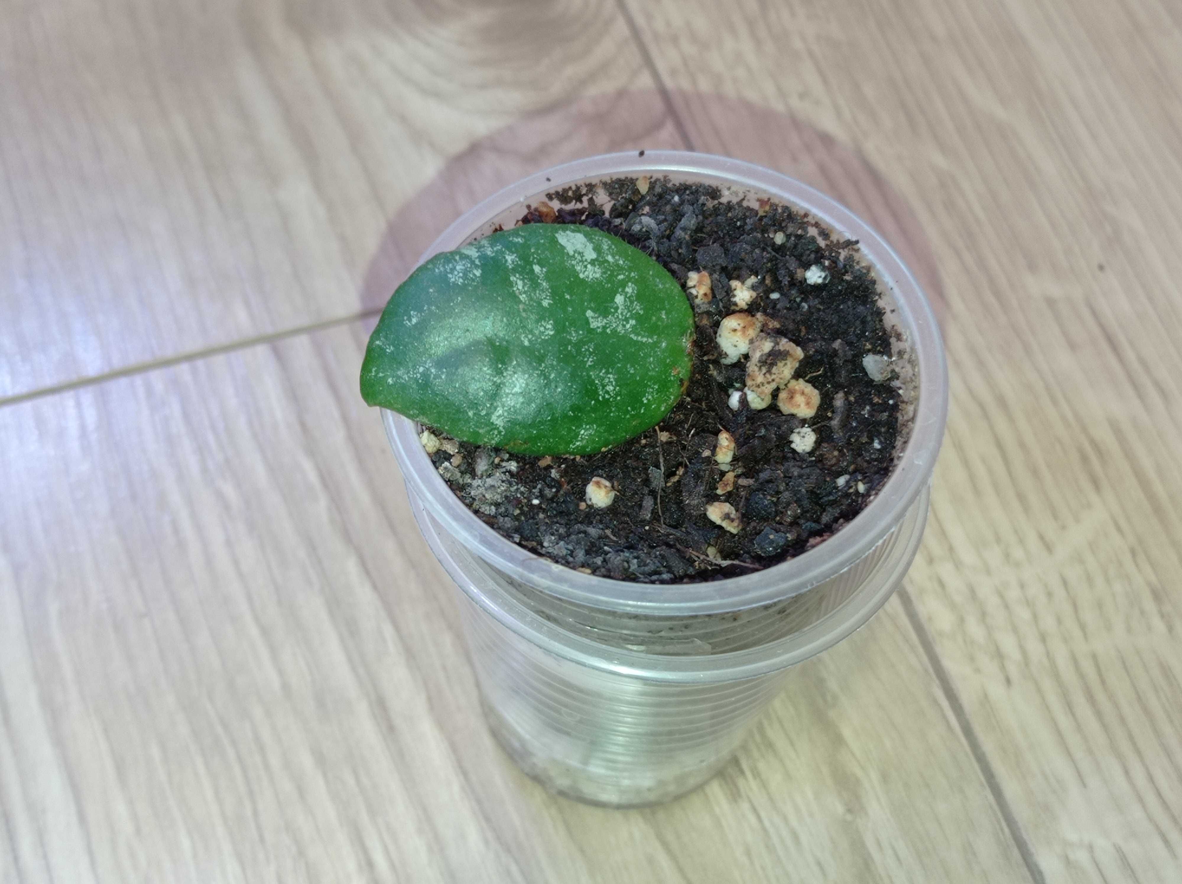 Hoya Hoja CAUDATA SPLASH ukorzeniona