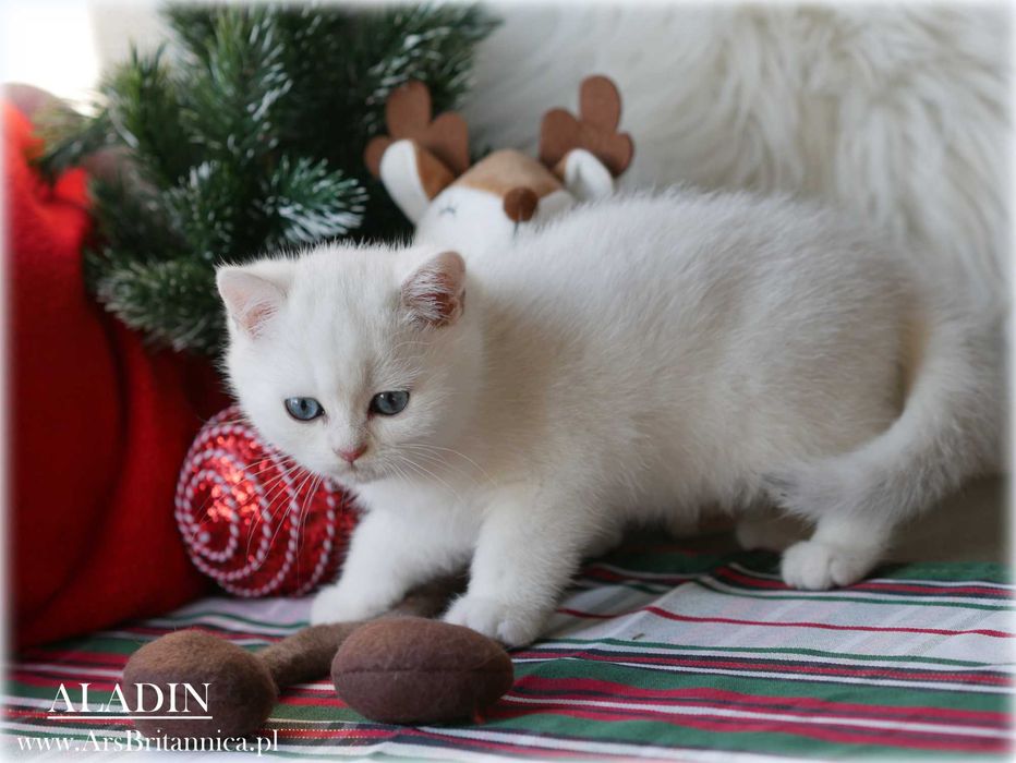 Piękny Aladin Kocurek Srebrny Szynszylowy o zielonych oczach BRI ns 12