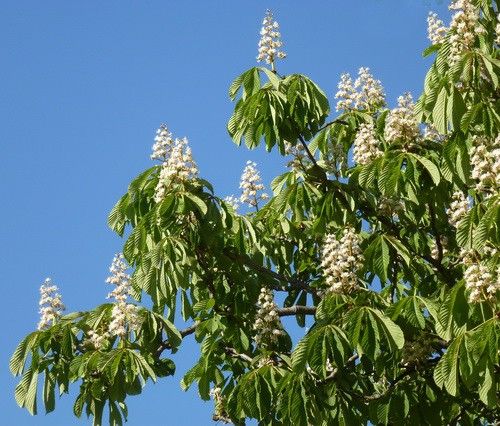 Каштан конский (саженцы)