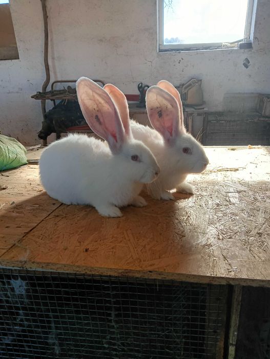 Sprzedam olbrzymy belgijskie