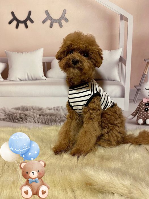 Неймовірний малюк мальтіпу! Мальтипу