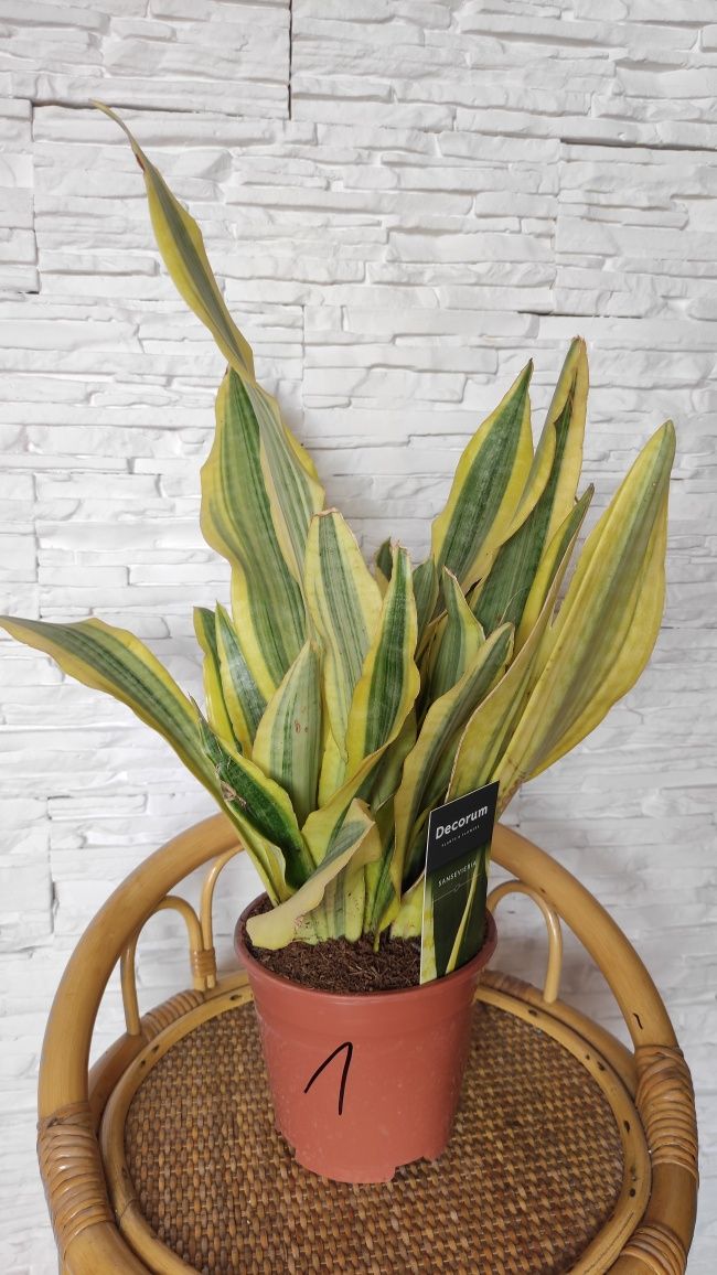 Sansevieria aubrytiana 'Yellowstone' Sansewieria