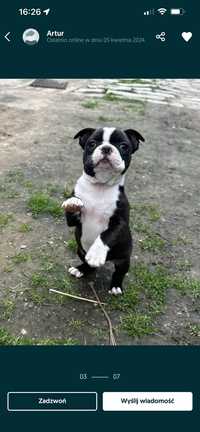 Boston terrier suczki