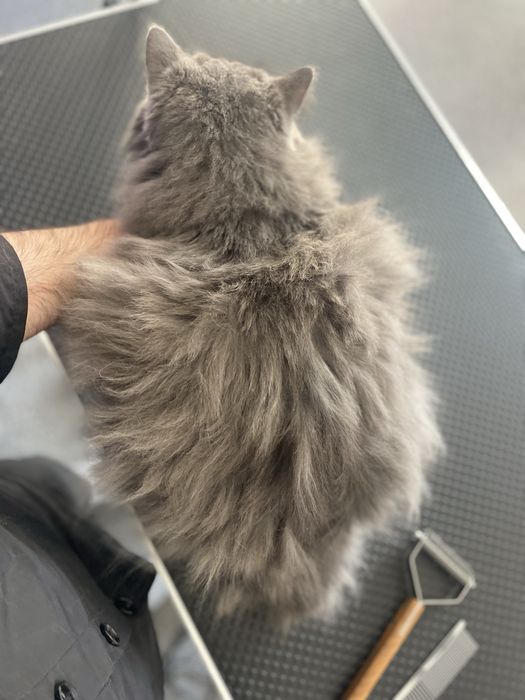 Експрес линька | Грумінг | Лівий берен