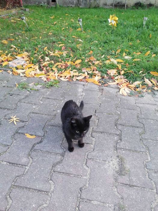 Daj im dom przed zimą